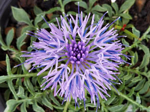 Carduncellus mitissimus